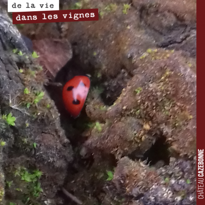 Une petit coccinelle tente de survivre à l'hiver...