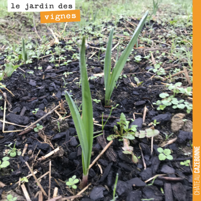 L'ail planté par Francis dans nos rangs de vigne, pousse doucement mais sûrement.