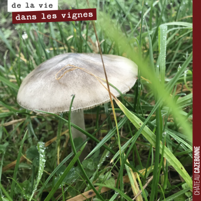 Et soudain un joli champignon surgit au milieu des vignes de cabernet-sauvignon de notre plateau ...