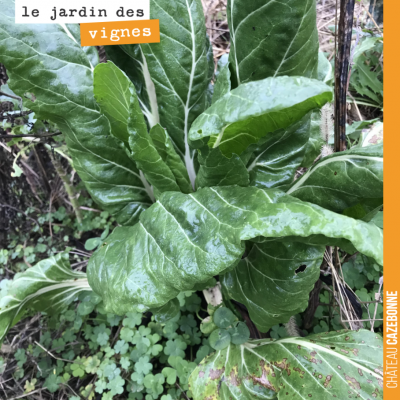 Il reste toujours quelques légumes éparses, plantés par Francis l'année dernière. Vous aimez les ...