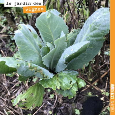 Quelques repousses de chou au Jardin des vignes... On ne risque pas de mourrir de faim !