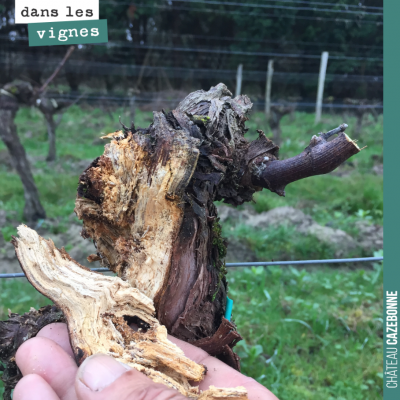 Ce pied de vigne est bien vermoulu. On va nettoyer tout cela pour ne pas laisser ces bois morts s...