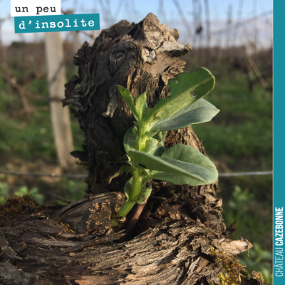 Une plante s'est mise à pousser à même le cep. Comment la graine est arrivée là ? Mystère. Peut-ê...