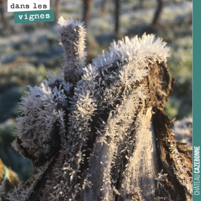 Splendeur du froid sur un vieux cep de vigne !