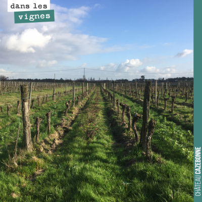 C'est beau la vigne en hiver. Ici sur la parcelle des cousines.