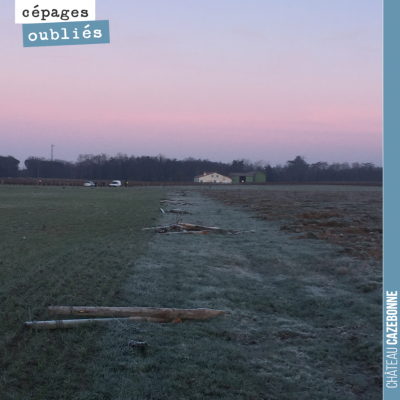 Jolies couleurs sur notre plateau du Maine. 5 hectares d'un seul tenant pour planter une dizaine ...