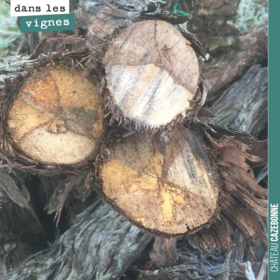 Trois ceps, tous les 3 nécrosés et touchés par l'esca. Un vrai fléau pour nos vignobles.