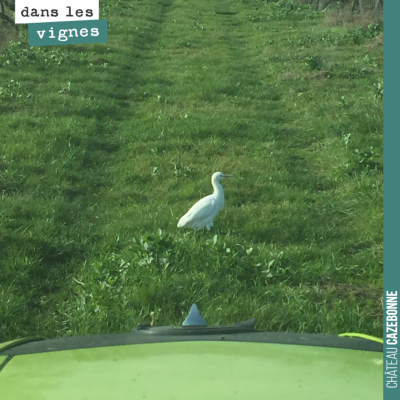 De bon matin, une aigrette photographiée depuis le tracteur.