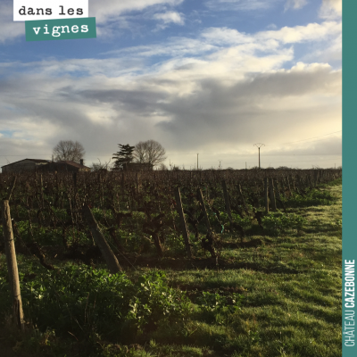 Lumières de l'hiver, dans les vignes. Un vert inimitable.