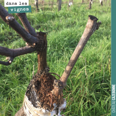 Nous avons surggreffé l'année dernière des sauvignon gris sur cette parcelle de sémillon. Les gre...