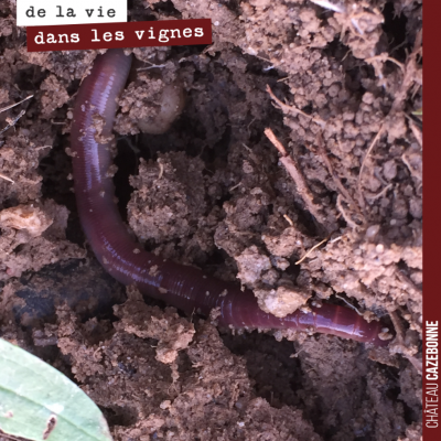 Les vers de terre sont aujourd'hui les rois dans nos vignes. Et pour longtemps, on espère bien...