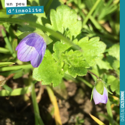 Toujours un bonheur de découvrir une fleur dans les vignes en cette saison. Vous savez de quelle ...