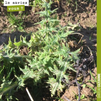 Connaissez vous cette plante ? Sachons admirer la beauté de toutes ces ‘mauvaises herbes' ? Dans ...