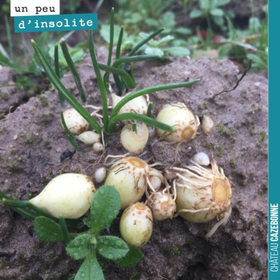 Des bulbes d'oignons sauvages retrouvés dans les rangs de vignes et lessivés par les pluies abond...