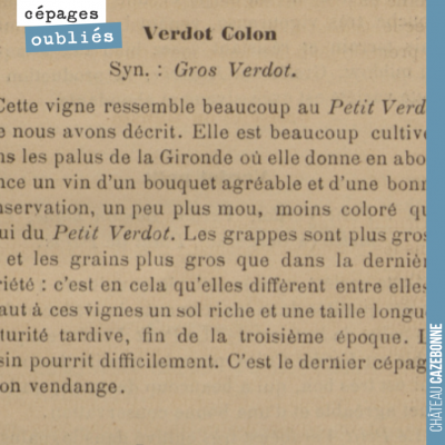 Tous les matins, présentation d'un cépage oublié. Nous replantons cette année le Gros Verdot sur ...