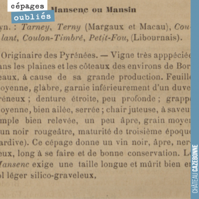 On continue notre tour d'horizon des cépages oubliés à Bordeaux avec le Mancin, ce grand oublié d...