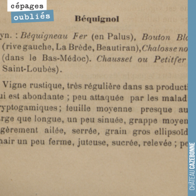 Ce matin, partons à la découverte du Béquignol, un cépage que nous avons planté l'année dernière ...