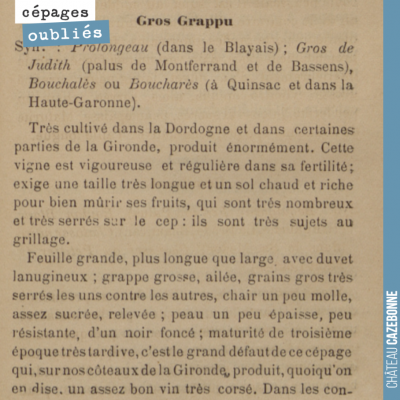 Ajourd'hui, faisons connaissance avec le Bouchalès, cépage autrefois très planté en Gironde, dans...