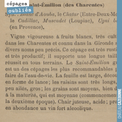 On est très heureux d'avoir replanté ce cépage blanc en Gironde. Il était très présent autrefois ...