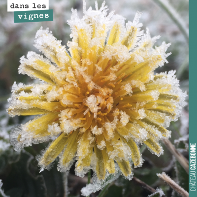 Splendeur de l'hiver. Lendemain de gel.