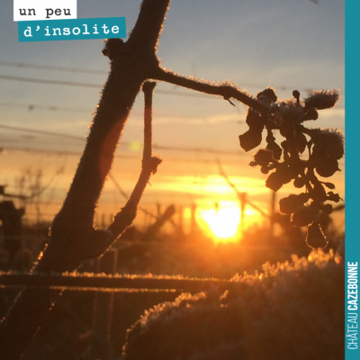 Quand le soleil se lève dans les vignes encore givrées...