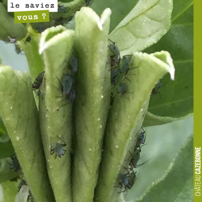 Tout à l'heure, si vous n'avez pas bien vu, voici en plus gros plan, ces petits pucerons bien env...