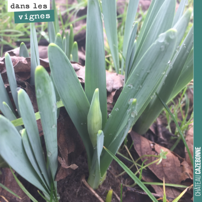 Les jonquilles sont déjà de sortie.