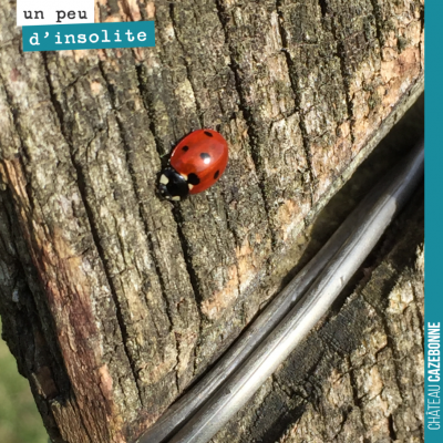 Les coccinelles sont de retour dans nos vignes. Elles vont se régaler avec les pucerons qui comme...