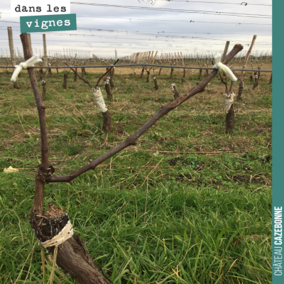 Nous avons attaché les bois sur notre parcelle du Jardin des vignes. Ici, un pied qui a été surgr...