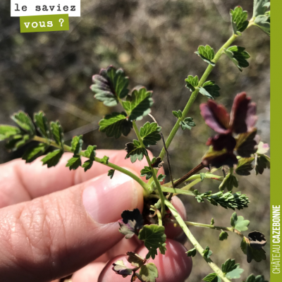 Connaissez vous cette plante ? Très appréciée par de grands chefs étoilés.