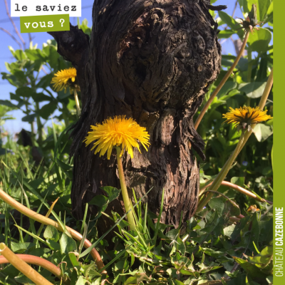 Les fleurs de pissenlit s'epanouissent au pied de ce vieux cep. Les fleurs de pissenlit sont esse...