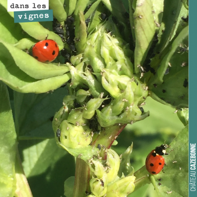 Une armée de coccinelles s'est mise au travail pour lutter contre les délicieux pucerons qui enva...