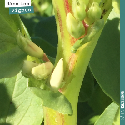 La fleur est proche sur les fèveroles. On croise les doigts pour que la vigne sorte le plus tard ...