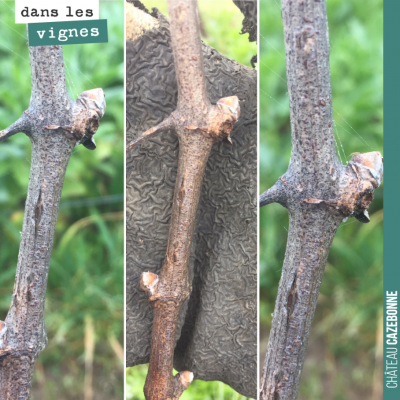 Dans les vignes, les bourgeons sont déjà de sortie, un 28 février. Très précoce, beaucoup trop pr...