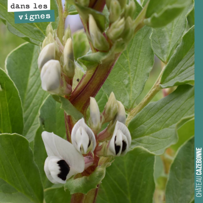 Sublimes fleurs de fèveroles. C'est le stade auquel il faudrait les rouler, mais on va attendre e...