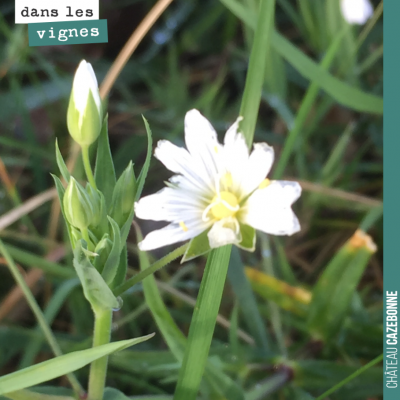 Cette plante, retrouvée dans nos vignes, est une ornithogale ou étoile de Bethléem, du fait de se...