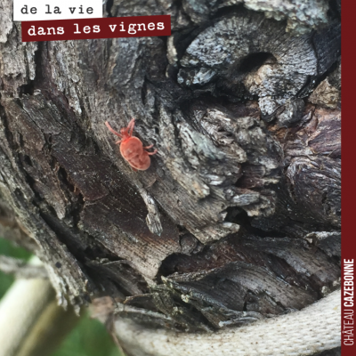 Petit acarien rouge ou araignée rouge retrouvé dans nos vignes. La vie reprend dans nos vignes et...