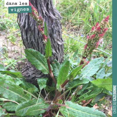 Cette plante est du rumex. Il ne faut surtout pas la laisser monter en graine, car il est souvent...