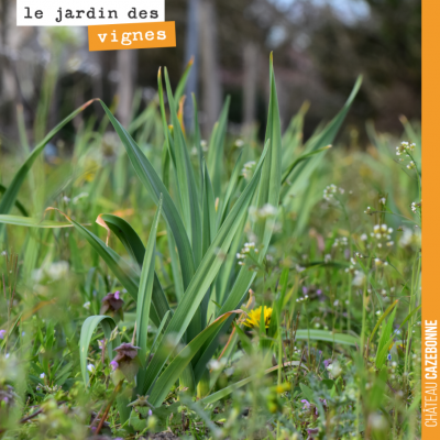 L'ail pousse tranquillement au milieu des fleurs printanières du jardin des vignes. La poésie coh...