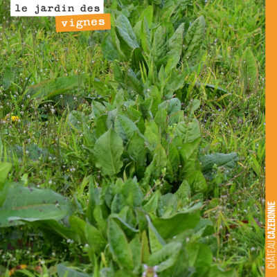 Dans le jardin des vignes, l'oseille de l'année dernière repousse. Elle s'annonce délicieuse cett...