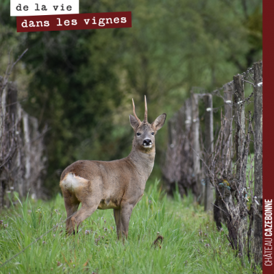 Le chevreuil était allongé dans l'herbe, le temps de sortir l'appareil il s'est enfui. Mais le ch...