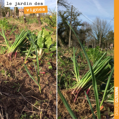 On retrouve dans les rangs de vignes de jeunes pousses d'oignons rouges, vestige de la première s...