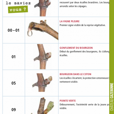 Le saviez vous ? Tous les stades d'avancement de la vigne sont classifiés et numérotés sur une éc...