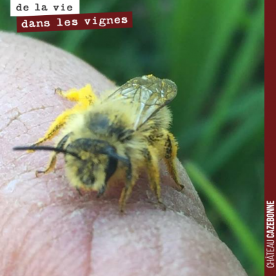 Ce petite abeille est tellement gorgée de pollen, qu'elle n'arrive plus à s'envoler. La gourmande !