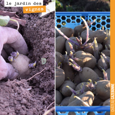 Au Jardin des vignes, Francis a commencé hier la plantation des pommes de terre. De délicieuses p...