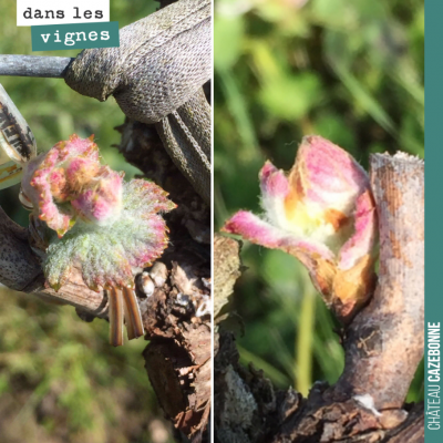 Les bourgeons continuent à pousser. On est passé hier matin dans l'entre-deux-mers. Sur certaines...