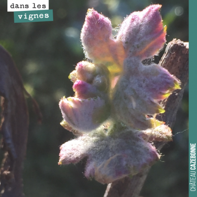 Le soleil est de sortie toute la semaine. La vigne en profite et les bourgeons continuent à pouss...