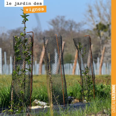 La haie que nous avons plantée à l'automne sur notre parcelle de Cazebonne pousse doucement mais ...