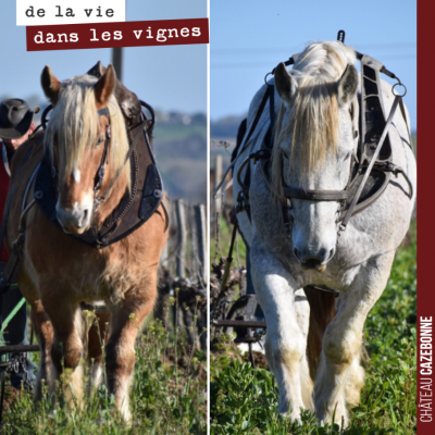 Les deux chevaux de Charles ont fini leur travail dans nos vignes pour cette année. A moins qu'on...