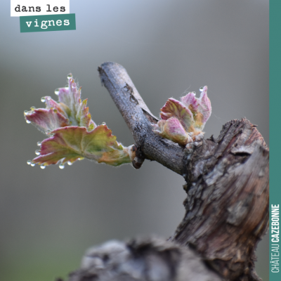 Du fait de la grêle, nous avons beaucoup taillé à cot. C'est sur ces frêles bourgeons que reposen...